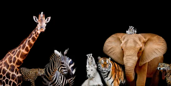 Department of Justice to Prioritize Animal Welfare Enforcement